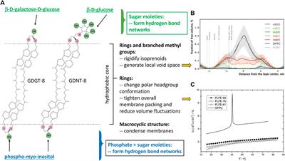 Archaea membranes in response to extreme acidic environments